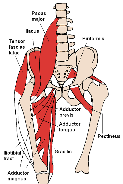 Anatomische Lage des Psoas-Muskel als schematische Darstellung.